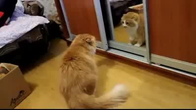دعوای گربه با عکس خودش در آیینه