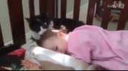 لیسیدن کله بچه توسط گربه