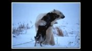 محبت خرس قطبی به سگ