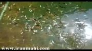 حوضچه پرورش ماهی زینتی