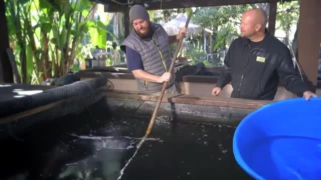koi collecting in japan-7