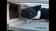 مرغ های سیاه جالب و دیدنی