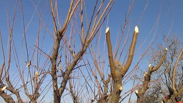 هرس باردهی در درخت آلو