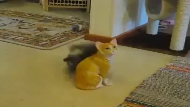 گربه جنگجو