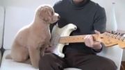 گیتار زدن سگ