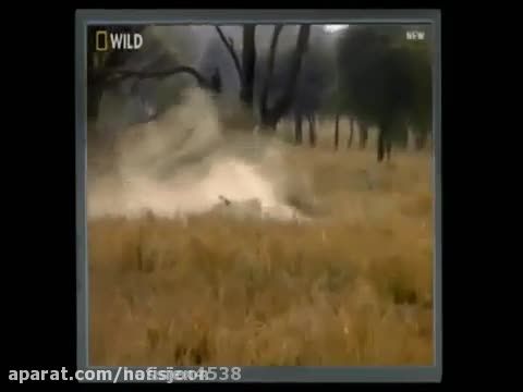 شکار بسیار سهمگین چیتا توسط شیر