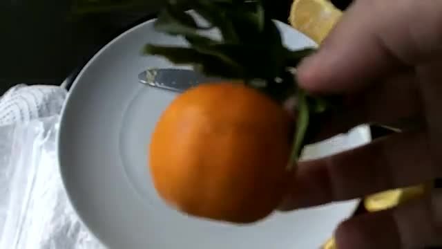 آموزش فوق العاده کاشت پرتقال با کمک دانه پرتقال!