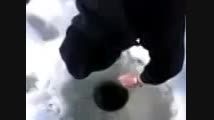 اردک ماهی از زیر یخ بندان چطور شکار شد را ببینید