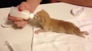 شیر خوردن گربه چوچولو