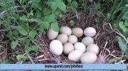 تخم قرقاول (تیرنگ مرغونه)  Pheasant Eggs
