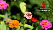 فوتیج بسیار زیبا با موضوع زنبور عسل و نشستن روی گلها