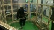 شامپانزه ی نابغه
