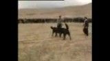 جنگ سگ آذربایجان 6