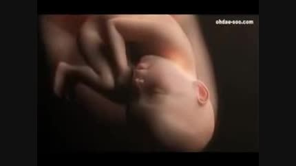 مراحل رشد جنین در رحم مادر