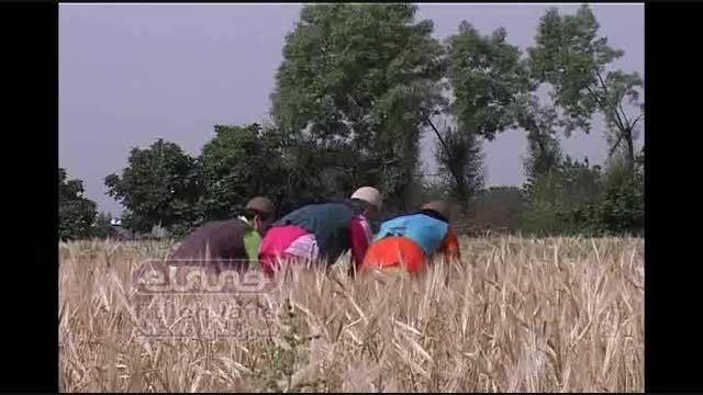 نماهنگ فیتیله - مشاغل - کشاورز