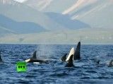 First-ever adult albino killer whale spotted in wild