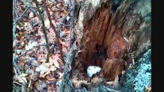 جانداری عجیب در تنه درخت