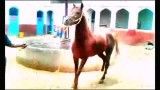 اسب فروشی عرب (خرید آجیل ممنوع)