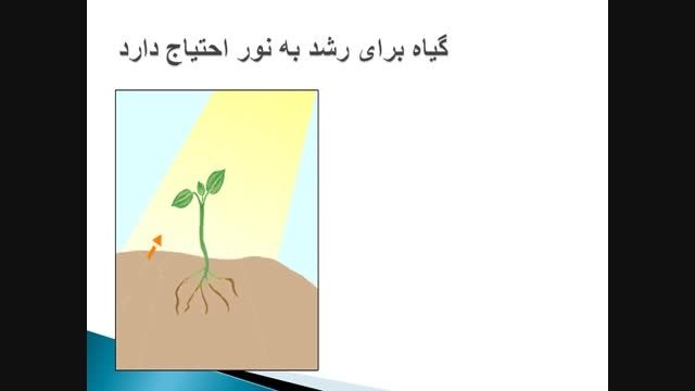 رشد گیاهان