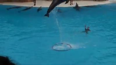 دلفین های آموزش دیده ی حرفه ای
