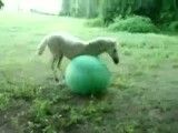 توپ بازی اسب