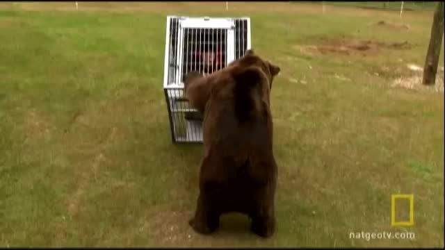 حمله خرس قهوه ای به یک انسان در قفس