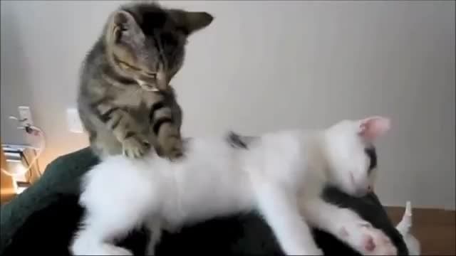 Funny Massage Cats very Cute ماساژ گربه ای بامزه خنده د