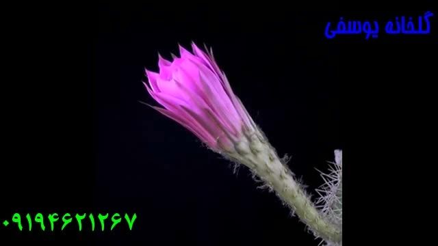 گل کاکتوس 4 Echinopsis