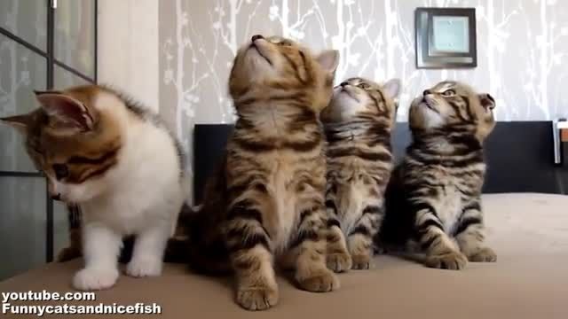 حركات خنده دار گربه ها(1)