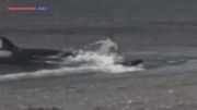 خورده شدن انسان توسط نهنگ قاتل