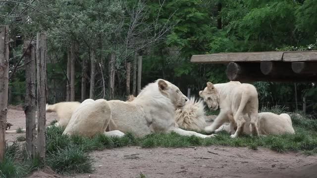 شیرهای سفید در باغ وحش