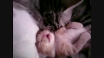 بچه گربه تو بغل مامانش خوابیده...