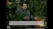 گلستان علی - آموزش نگهداری از گیاه اریکا-