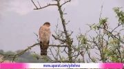 پیغو  Levant Sparrow Hawk