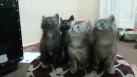 رقص گربه ها همگام با آهنگ