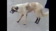 رقص زیبای سگ با آهنگ عربی