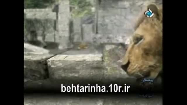 شیر ببر را کشت دوبله فارسی(دیسکاوری)