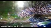 خروس ماهی خلیجی 1