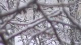 خنده دار-زمستان-برف-درخت-سرما-ایران-اصفهان-چادگان-شادی