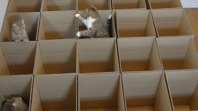 9 گربه، 20 جعبه