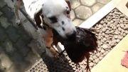 كشتن مرغ توسط سگ