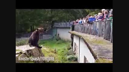 غذا خوردن خرس تنبل در باغ وحش