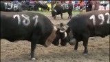مسابقه گاوهای خشمگین در سوییس