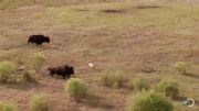 یورش دو راس گرگ به گوساله گاو وحشی- آمریکای شمالی