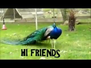 طاووس رنگی بسیار زیبا