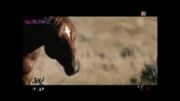 ویدئویی از فصل جفت گیری گله های اسب وحشی