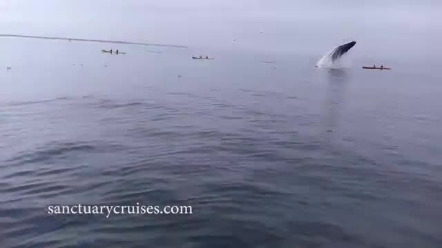 وقتی دو کایاک سوار توسط نهنگ له میشوند