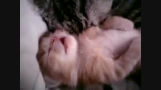 خوابیدن بچه گربه در اغوش مادر