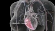 anatomy heart