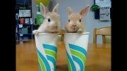 دو تا خرگوش فسقلی :)